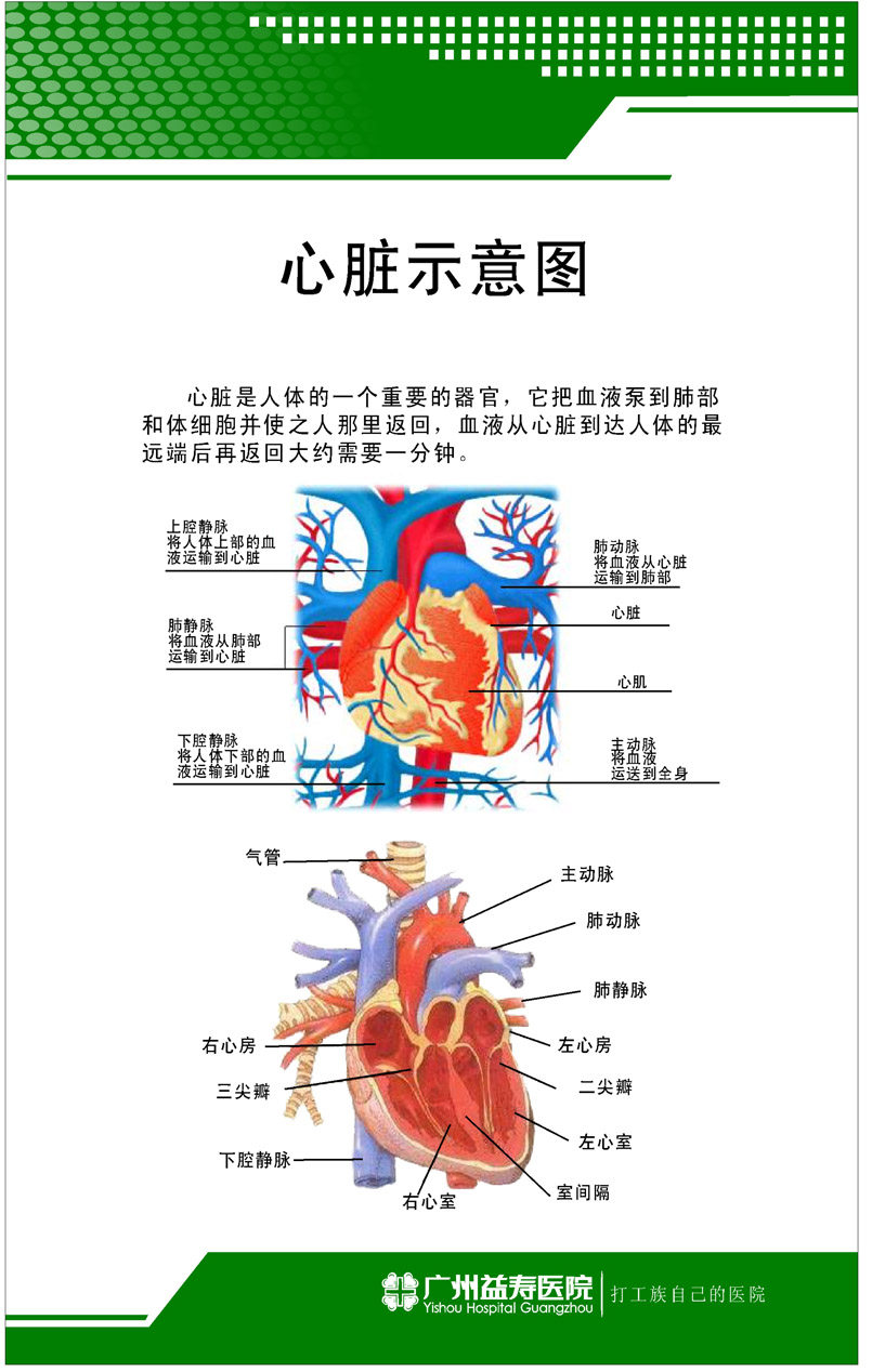 338 Home Poster Exhibition Board Spray-painted Stickers Photo 39 Hospital With Wall Chart Heart Schematic-Taobao