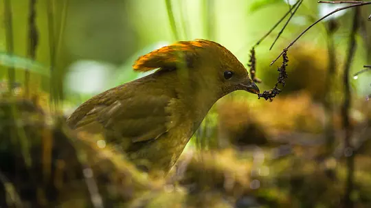 与鸟共舞 Dancing with the Birds2019剧照3