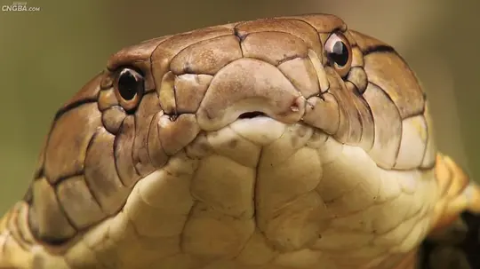 Asia's Deadliest Snakes2011剧照3