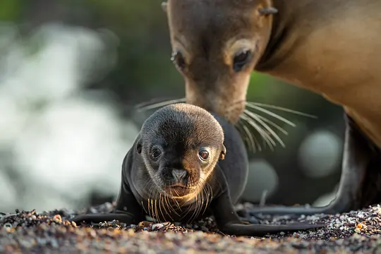 海狮利奥环岛记 Sea Lions of the Galápagos2025剧照1