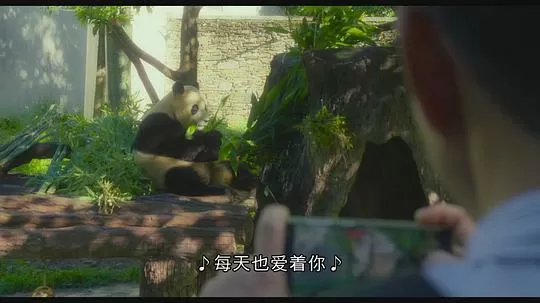 再见，福宝2024剧照1