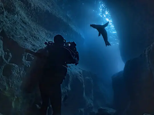 海狮利奥环岛记 Sea Lions of the Galápagos2025剧照3