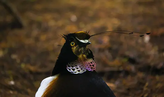 与鸟共舞 Dancing with the Birds2019剧照1