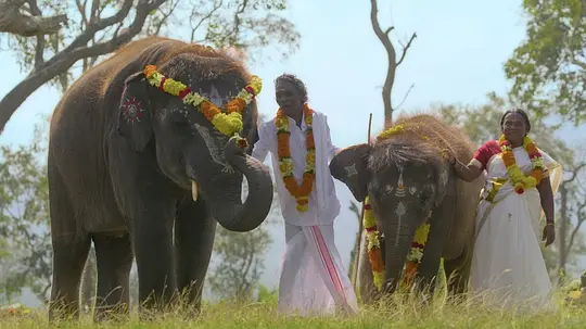 小象守护者 The Elephant Whisperers2022剧照1