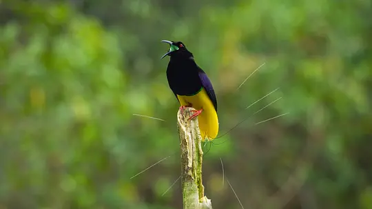 与鸟共舞 Dancing with the Birds2019剧照2