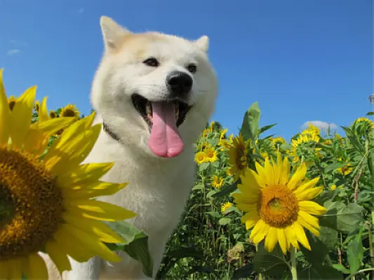 星守之犬 星守る犬2011剧照3