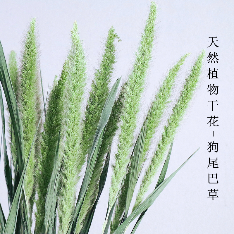 Dog tail grass natural dry flowers real flowers air dry small flower bouquet high flower real flower living room in decoration arrangement