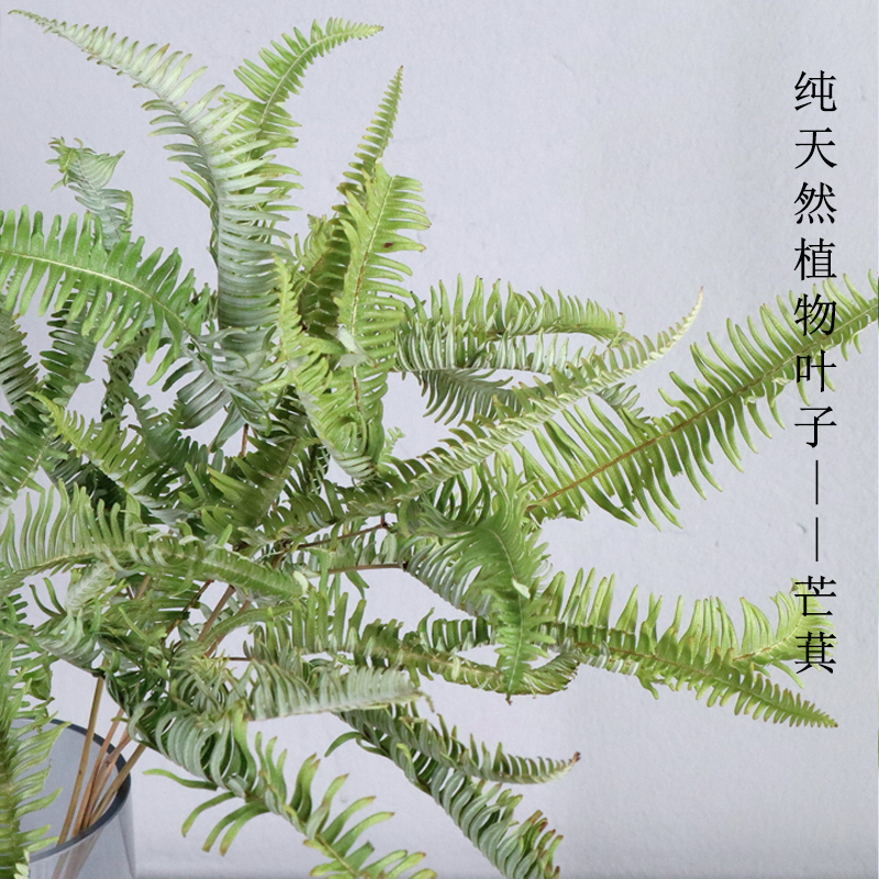 Natural Advanced Air Drying Plant Dry Flowers Real Flowers Living Room Convulsant Leaf Munch Leaf High-end Literary and Small Dried Flowers-Taobao