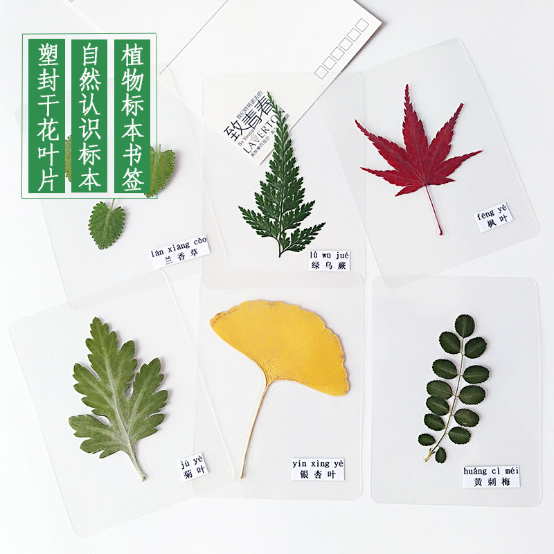 Plastic leaf specimen plant protect shell green kindergarten recognize leaves real maple leaf dry flower student bookmark greeting card