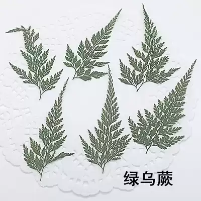 Green Black Fern stickers material escort flower embossed real flowers real leaves dry flowers mobile phone Protective case aromatherapy wax sheet plant specimens
