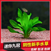 Рыба -аквариум True Water Grass Landscape Package Mini Green Nine Crown Propects Отрицательные ленивые новички свежее место