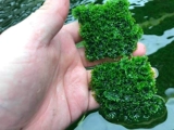 Коралловый мох водные пресноводные пресноводные пресноводные тусовые моса