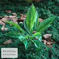 Один пучок листьев магнолии зеленого цвета.