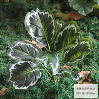 Листья павлина одиночные, белые.