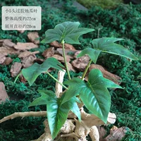 Один пучок из 5 небольших склеенных листьев сладкого картофеля.