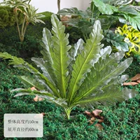 Один пучок из 18 листьев птичьего гнезда.