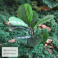 Один пучок каучукового дерева