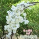 Chilan Cherry Blossom White 1
