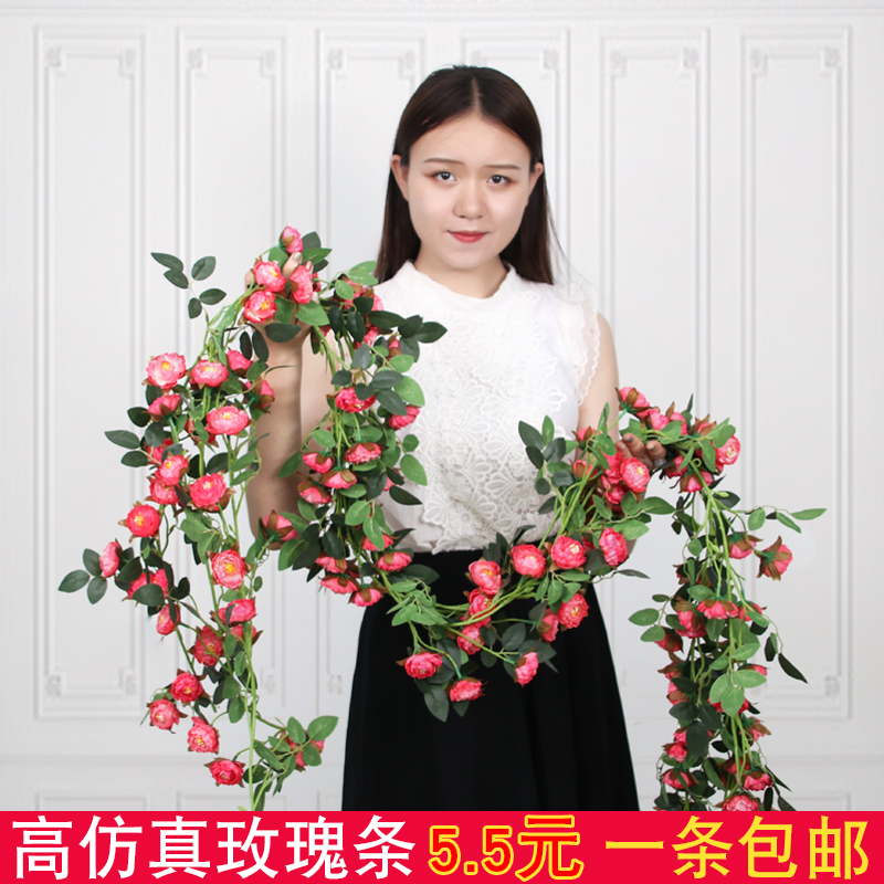葛根藤蔓：矿区绿化的秘密武器