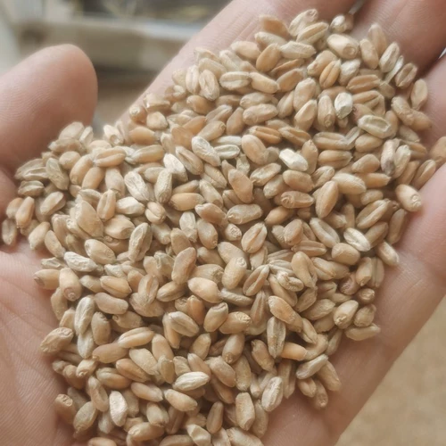 Цзянсу на юг через сито без примесей, новой пшеницы, курицы, утки, корма для животных, рыбалки и гнездования сырья 50 фунтов