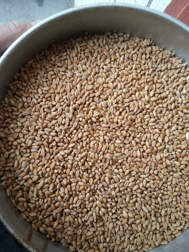 Цзянсу на юг через сито без примесей, новой пшеницы, курицы, утки, корма для животных, рыбалки и гнездования сырья 50 фунтов