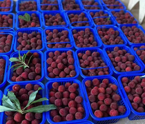 Bayberry vacuum packaging basket 3kg plastic blue portable Cherry basket Bayberry basket Strawberry Basket cherries basket