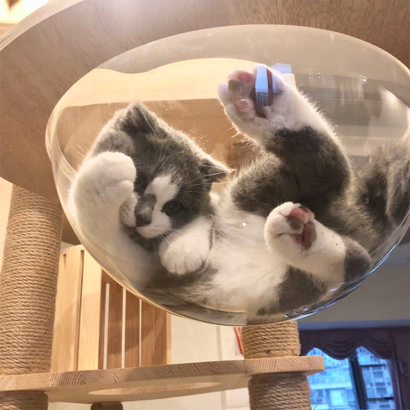 Cat Crawl Rack Homemade DIY Accessories Space Cabin Transparent Hood Acrylic Hood Subcat Reptile Retrofit Transparent Capsule