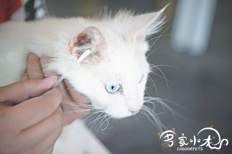 Thú cưng nhỏ của tôi pidan mèo tai làm sạch bông gạc bông que 30 tai làm sạch tai - Thuốc nhỏ mắt thuốc nhỏ mắt eyemiru