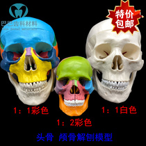 Dental Oral Model 1: 1 Detachable Skull Model Medical Art With Colored Skull Skull Skull head