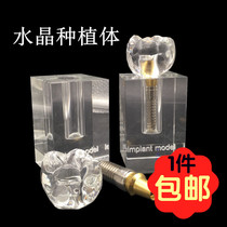 Dental Oral Teaching Model Large crystal Planter model Planting Nails Detachable doctor-patient communication