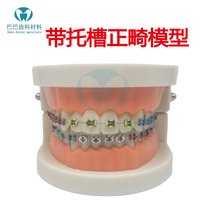Standard of dental orthodontics orthodontics model standard with metal togroove teaching material teaching model 