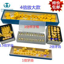 Dental oral teaching model 1 times tooth band root 2 times permanent tooth belt seat model tooth engraving reference