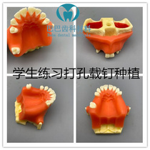 Dental oral implant practice model maxillary sinus lift model students practice perforated planting nail planting