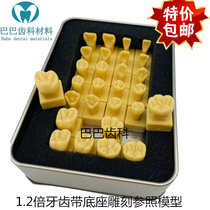 Dental 1 times 28 teeth Standard Model 1 2 times permanent teeth with seat model Sculpture reference model