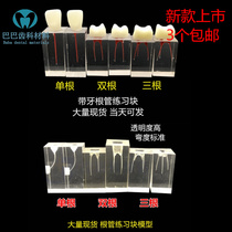 Dental resin root canal practice block model Dental pulp Transparent root canal preparation filling repair root canal model