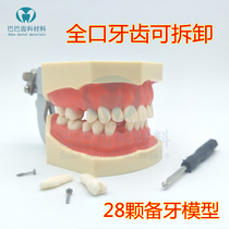 Daily model 28 pieces of oral preparation model removable tooth model Gingival practice screw tooth particles can be replaced