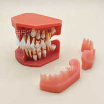 Childrens baby teeth replacement tooth model Baby permanent teeth alternating display dental model Oral communication model