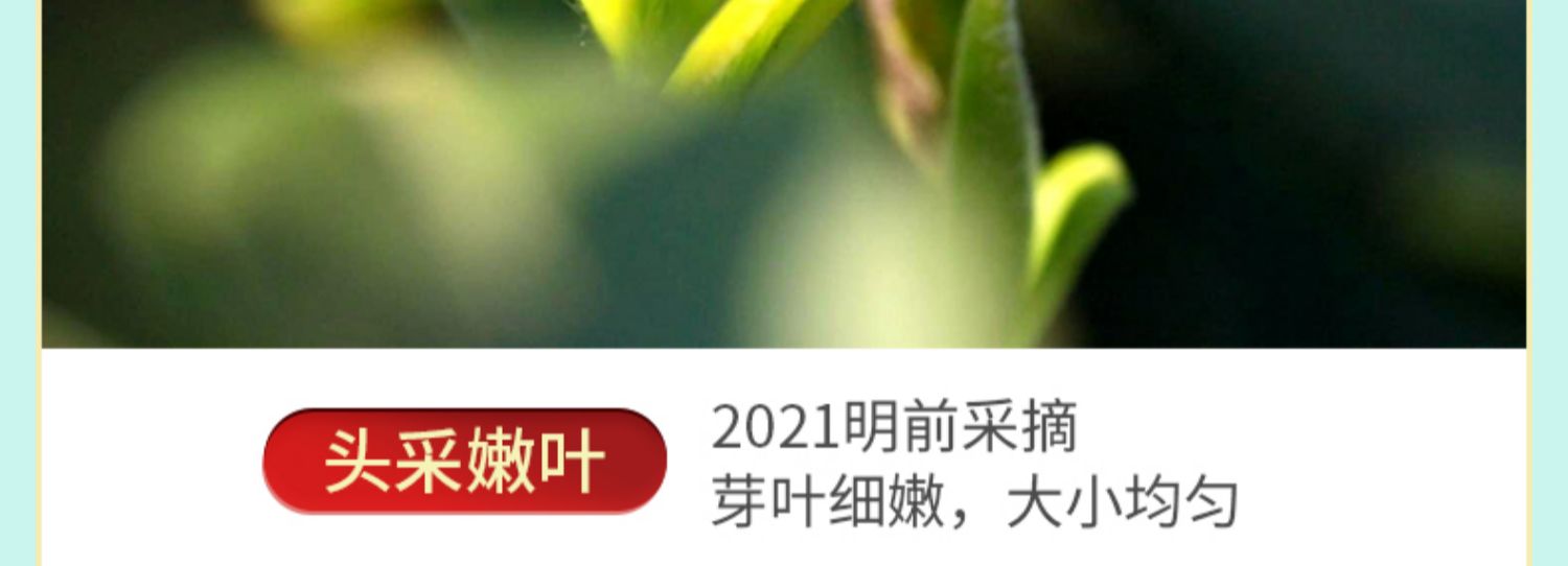 【金果】碧螺春绿茶嫩芽浓香型春茶250g