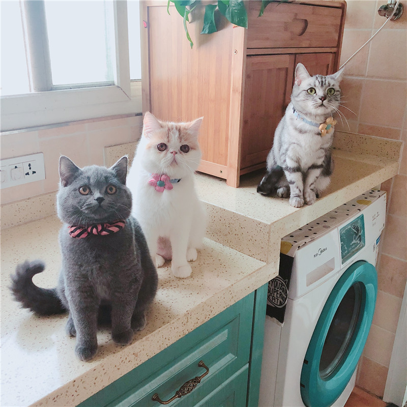 Cute flower cat collar sunflower dog bell accessories Japanese pet bow tie adjustable cat necklace