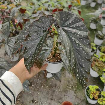 Shadow begonia bamboo balcony outdoor indoor living room desktop green plant potted plants leaf appreciation plants