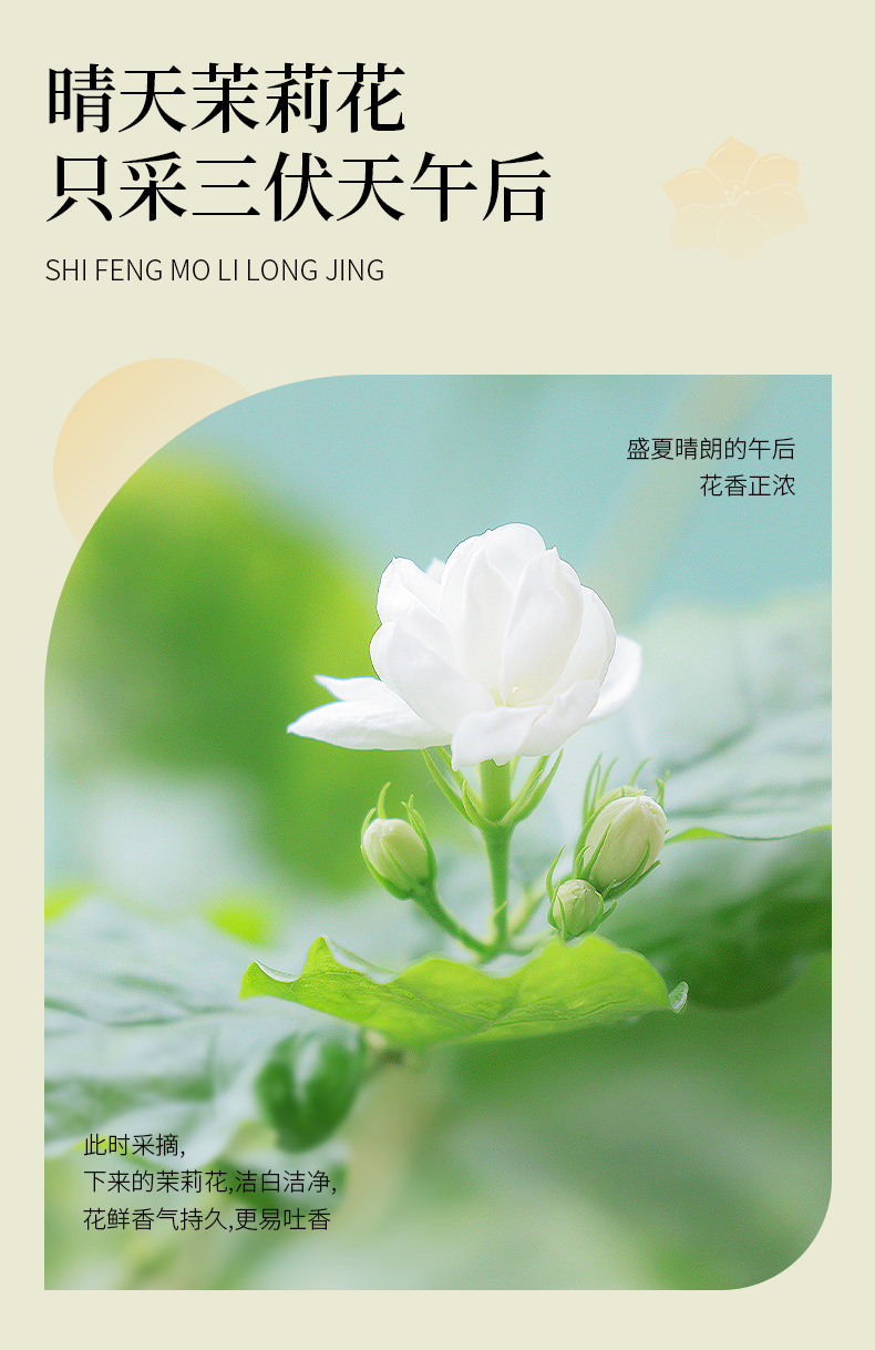 【中國直郵】 獅峰茶葉 茉莉花茶 2025新茶濃香型茉莉飄雪冷泡綠茶葉 100g罐
