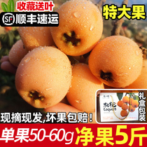 Sichuan Great 5 Stars Loquat When Season Fresh Extra Fresh Fruit Sweet Pipa Fresh Fruits Now Sreling Rice