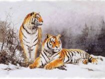 New Canga Text Logo Two Tiger Nude Eye Raster 3d Stereoscopic Postcard Birthday Gift Card Custom