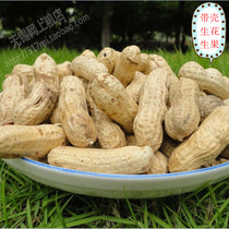 (raw) 21 years New goods with shell red leather peanut fruit 500g (clubgrain) farmhouse self-production