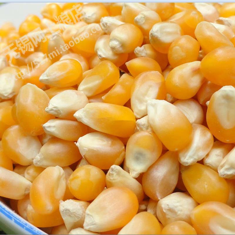 High-quality Northeast small corn kernels 500g special for popcorn Wuxi online grain store