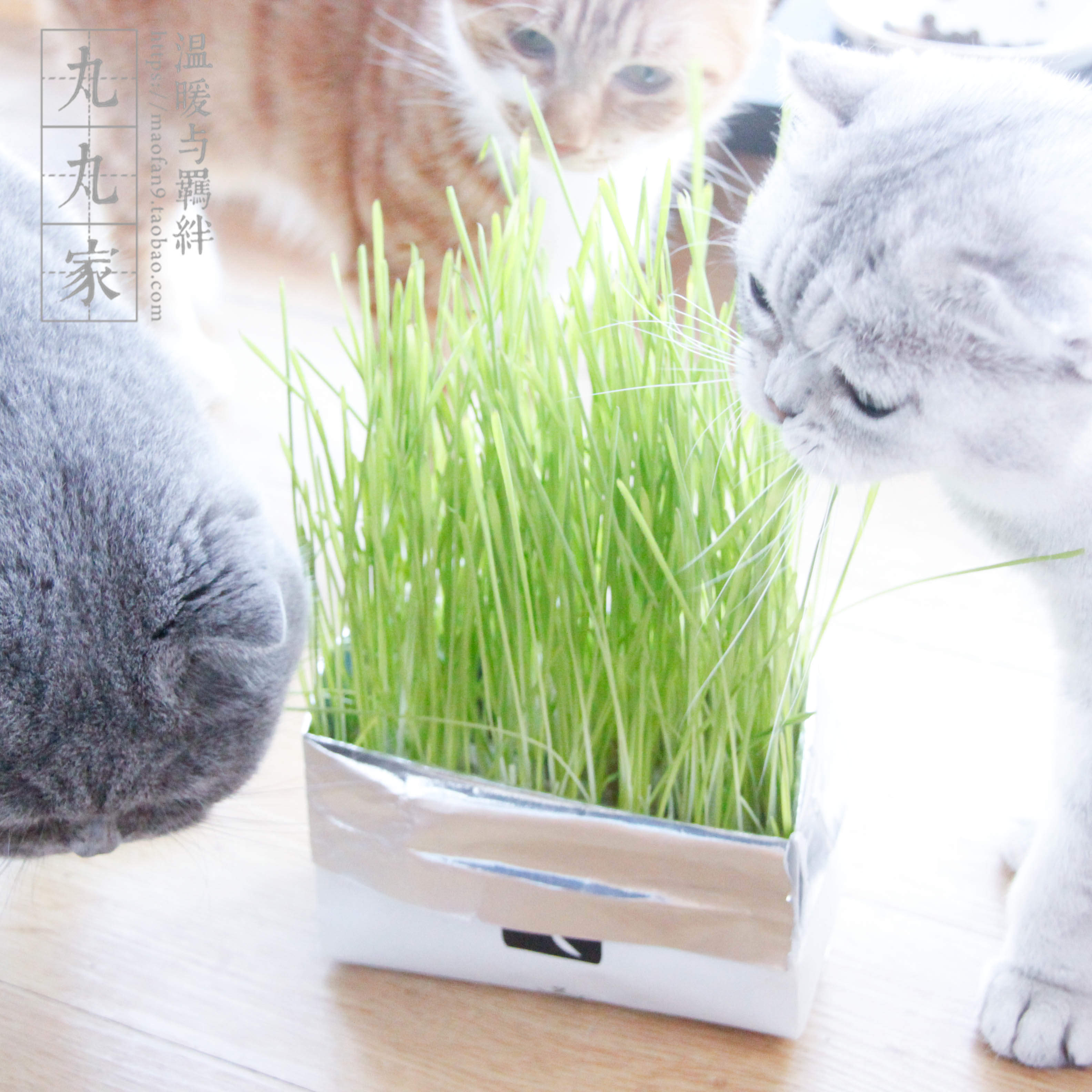 Wanwanjia, the savior of handicapped parents, Vetreska cat grass hydroponic hair removal ball, cat supplies, cat snacks