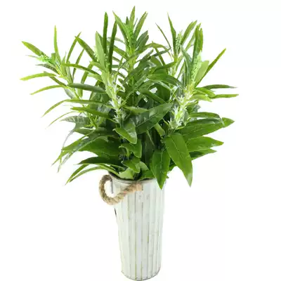 New product simulation green plant single pole small sesame leaf crop fruit tree flax black and white fat dicotyledon potted sale