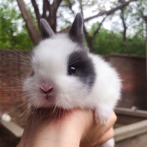 Pet rabbit little rabbit live animal lop ear rabbit cover face cat cat Dodgers rabbit Phoenix eye Xi Shi rabbit mini rabbit dwarf rabbit