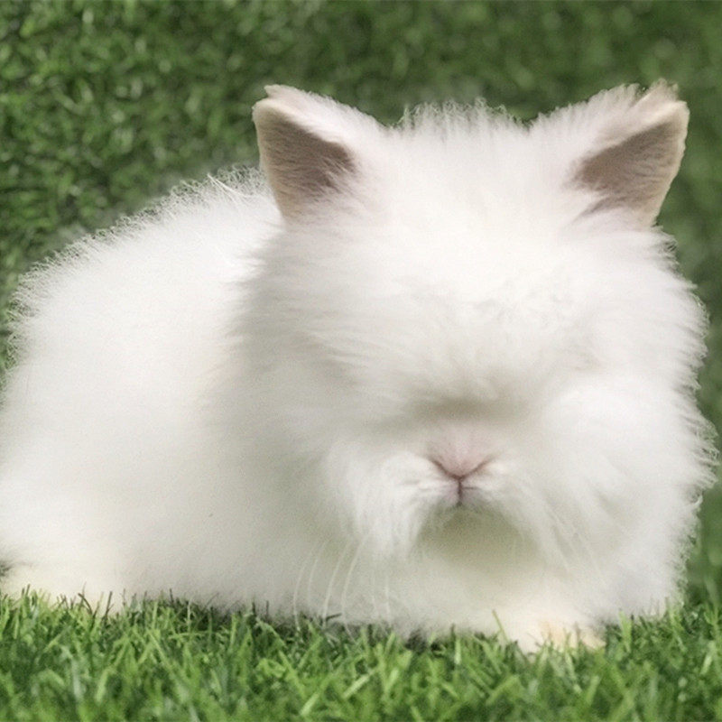 Animal rabbit live pet rabbit live rabbit dwarf rabbit purebred long-haired face-covered cat cat rabbit Shih Tzu Dodge lop ear phoenix eye rabbit
