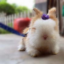 Fine cover face cat and cat dont grow dwarf eye Phoenix eye dodge small mini Mini good rabbit living thing